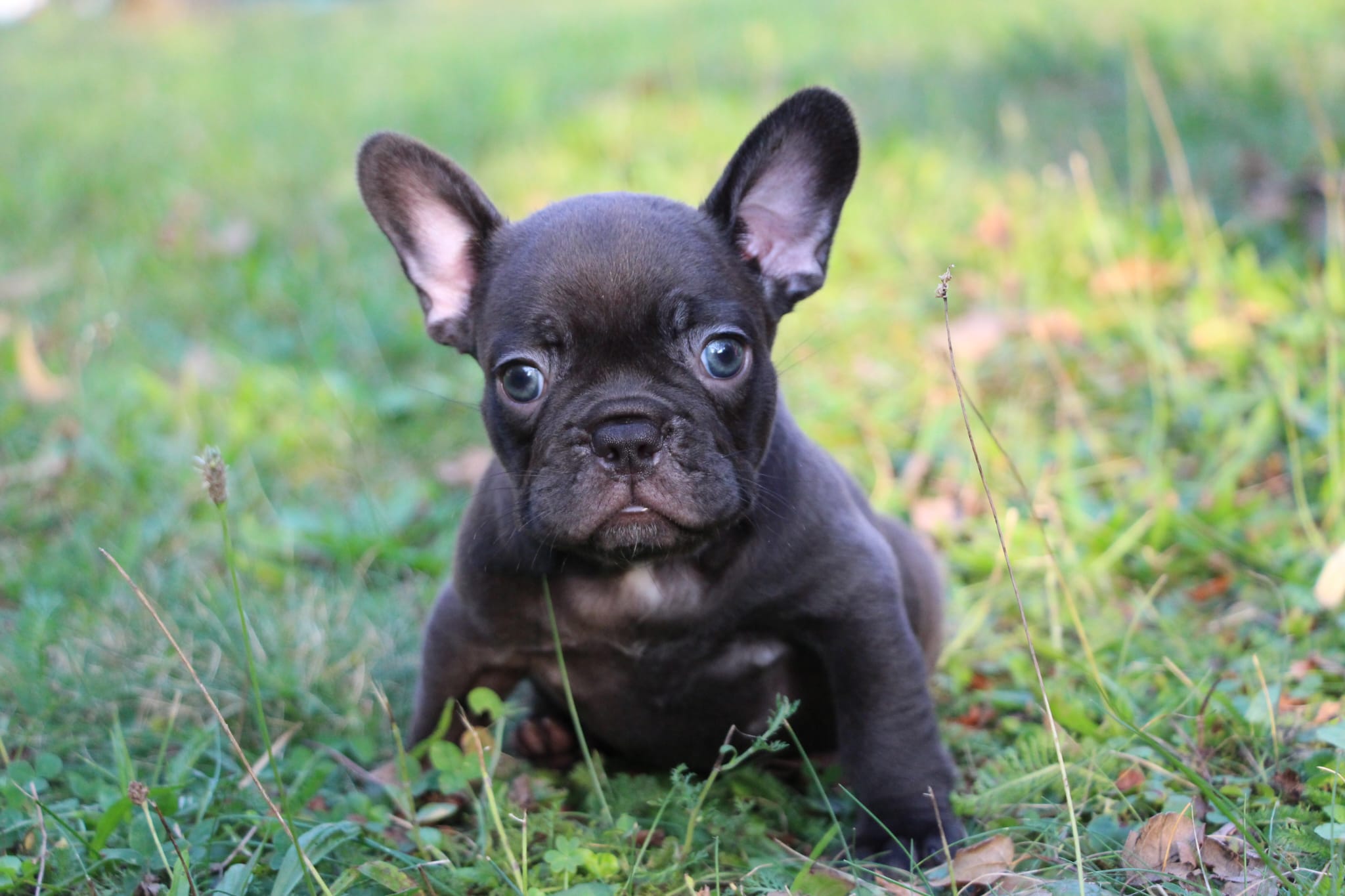 <svg class='black'></svg> <b>Nox</b> <svg class='black'></svg>