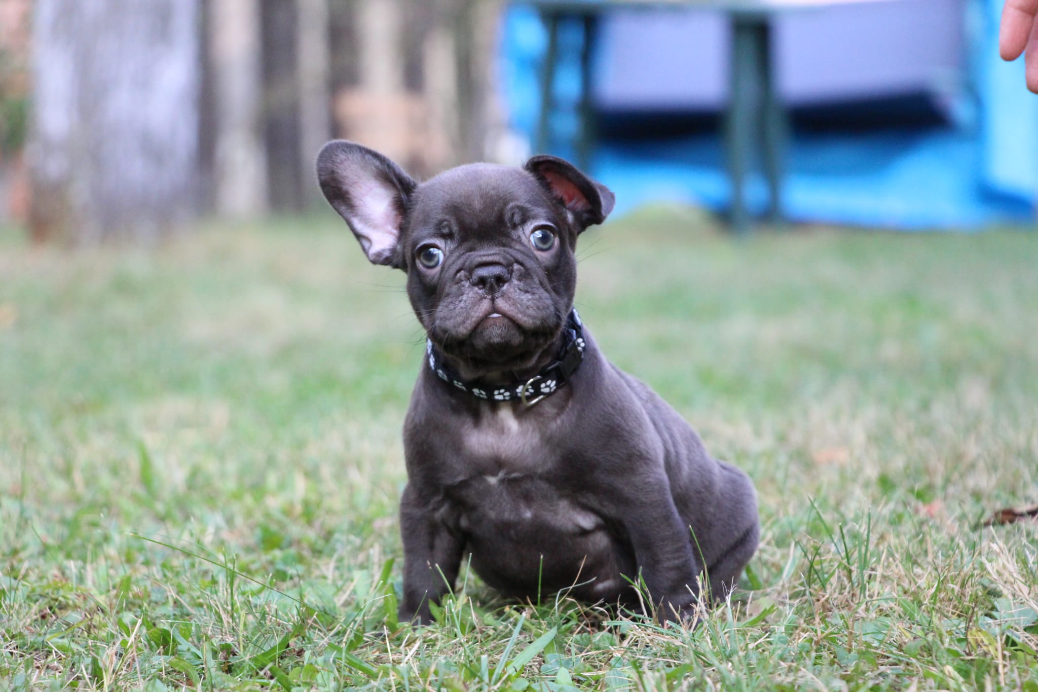 <svg class='black'></svg> <b>Nox</b> <svg class='black'></svg>