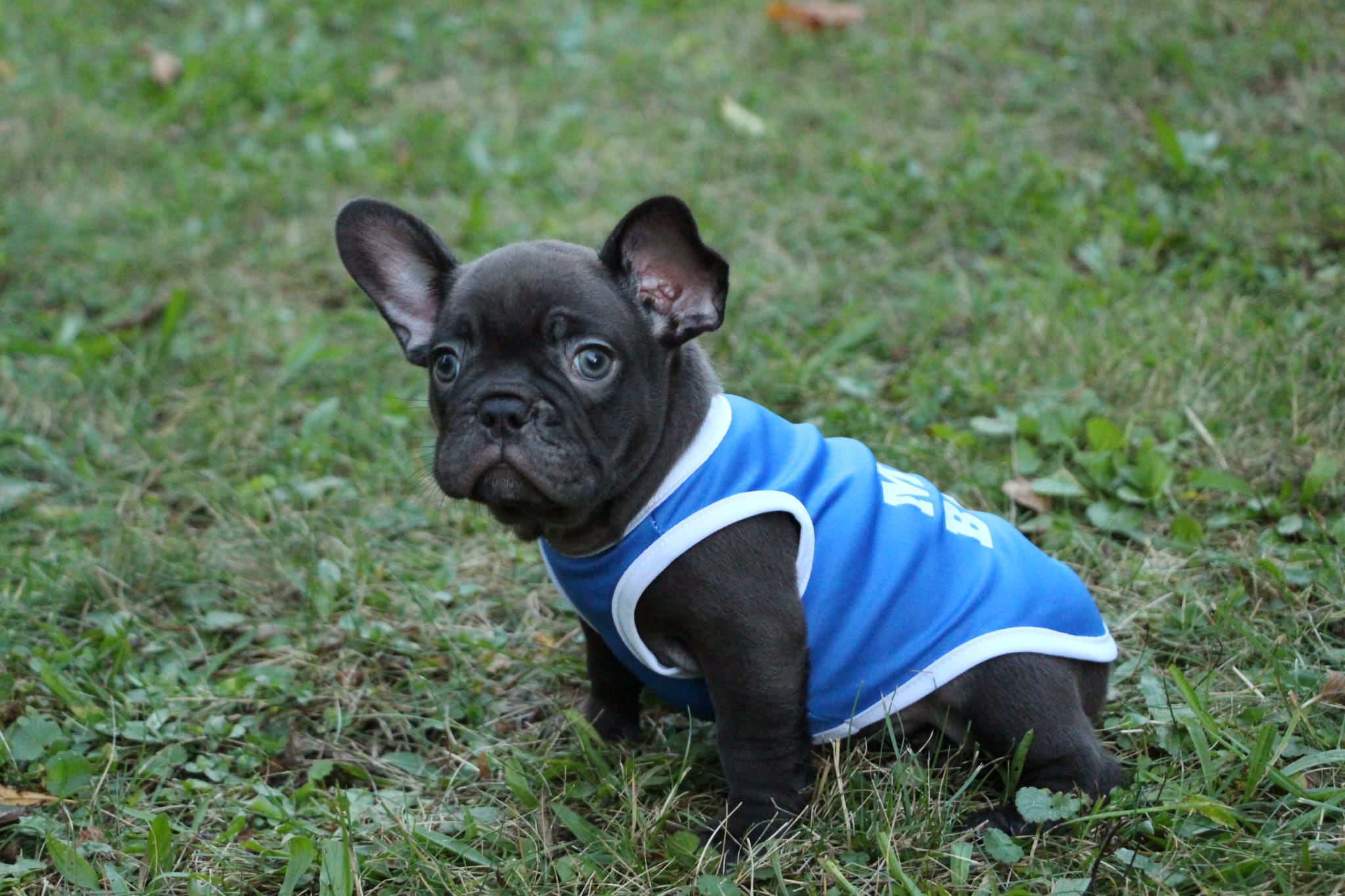 <svg class='black'></svg> <b>Nox</b> <svg class='black'></svg>