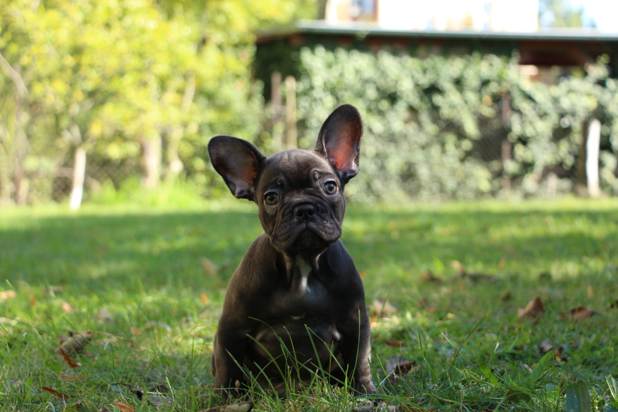 <svg class='black'></svg> <b>Nox</b> <svg class='black'></svg>