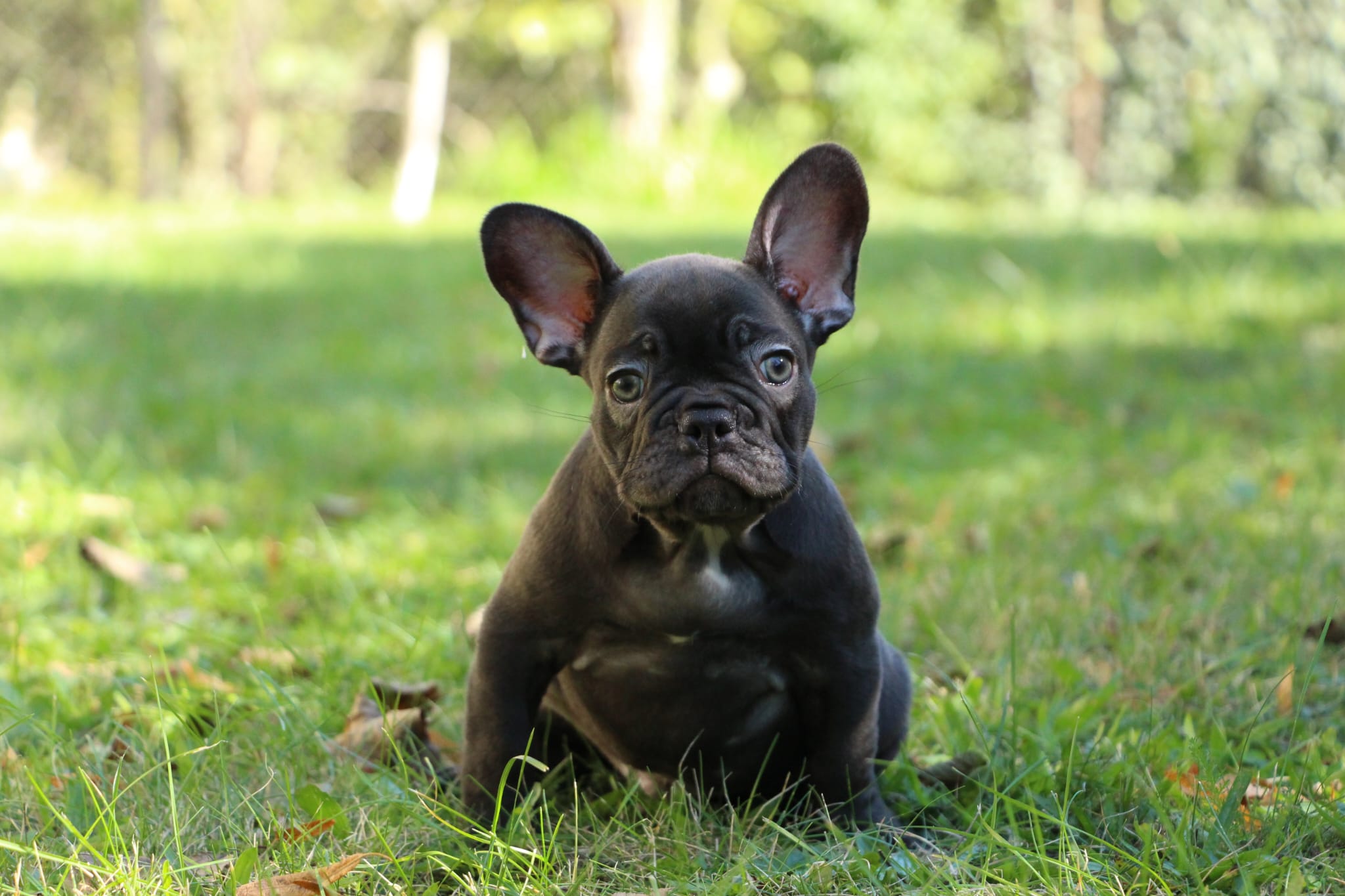 <svg class='black'></svg> <b>Nox</b> <svg class='black'></svg>