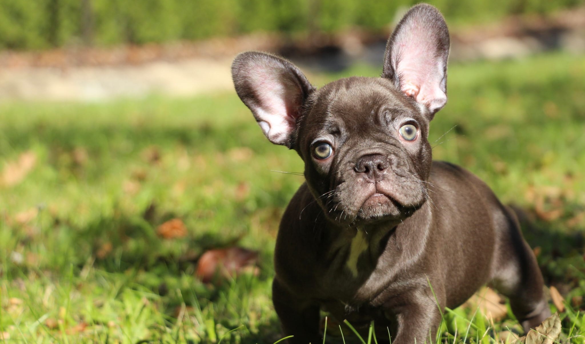 <svg class='black'></svg> <b>Nox</b> <svg class='black'></svg>