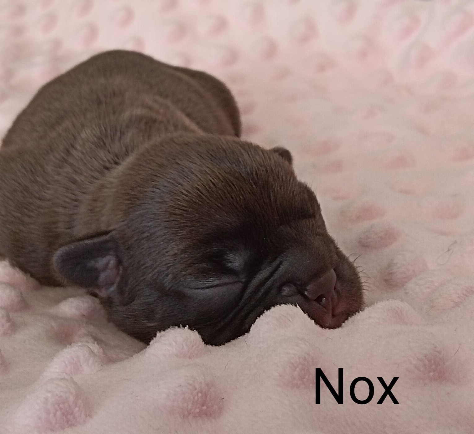 <svg class='black'></svg> <b>Nox</b> <svg class='black'></svg>