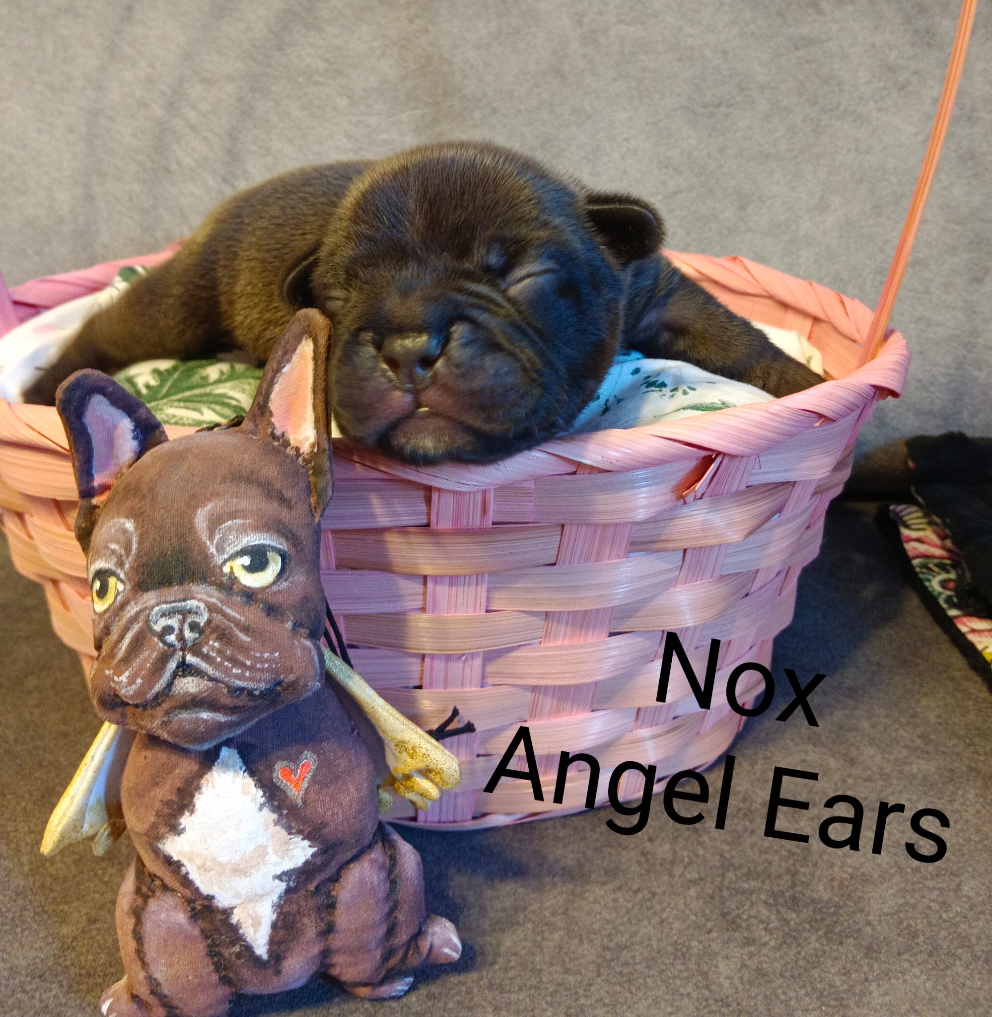 <svg class='black'></svg> <b>Nox</b> <svg class='black'></svg>