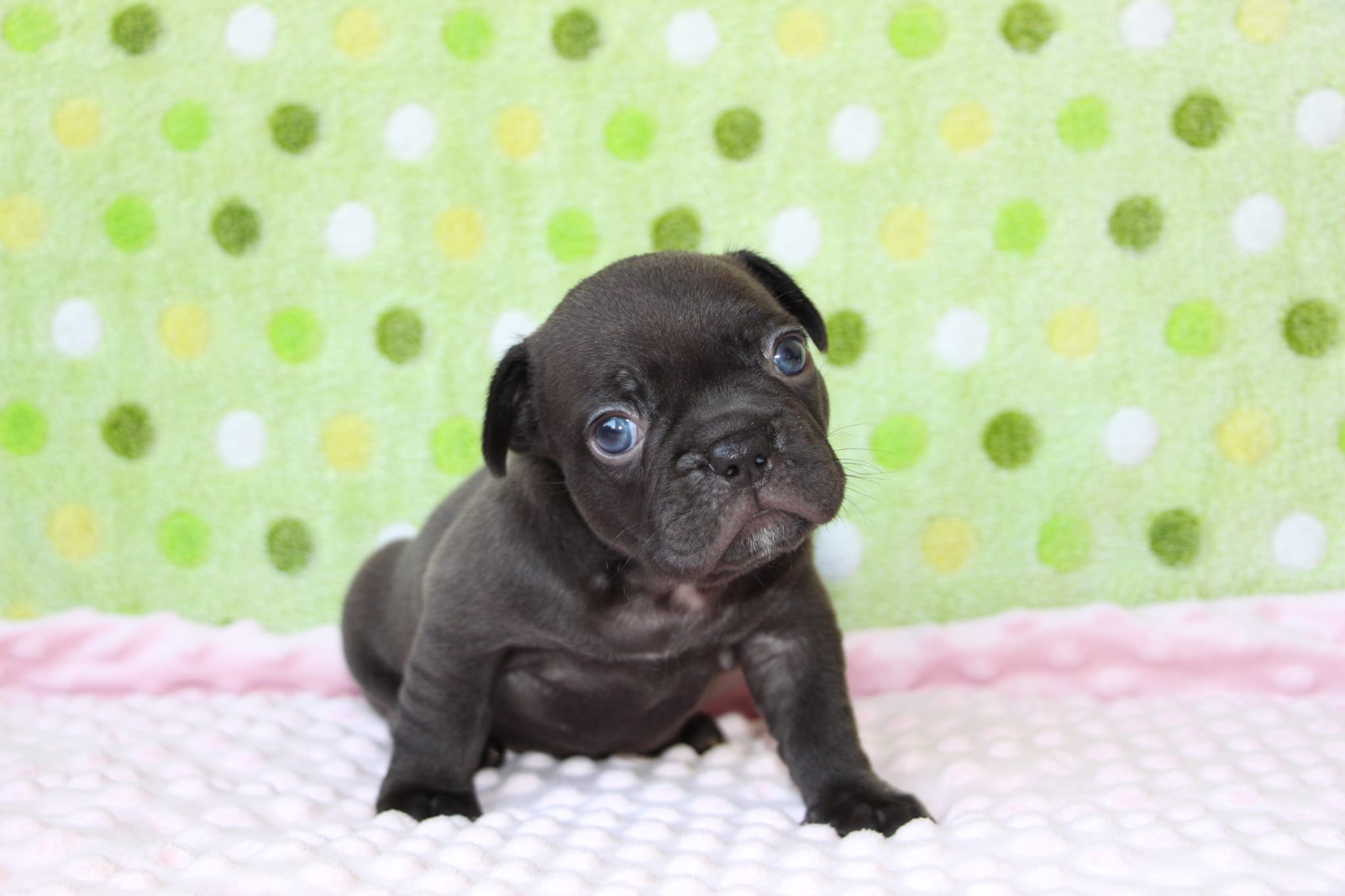 <svg class='black'></svg> <b>Nox</b> <svg class='black'></svg>