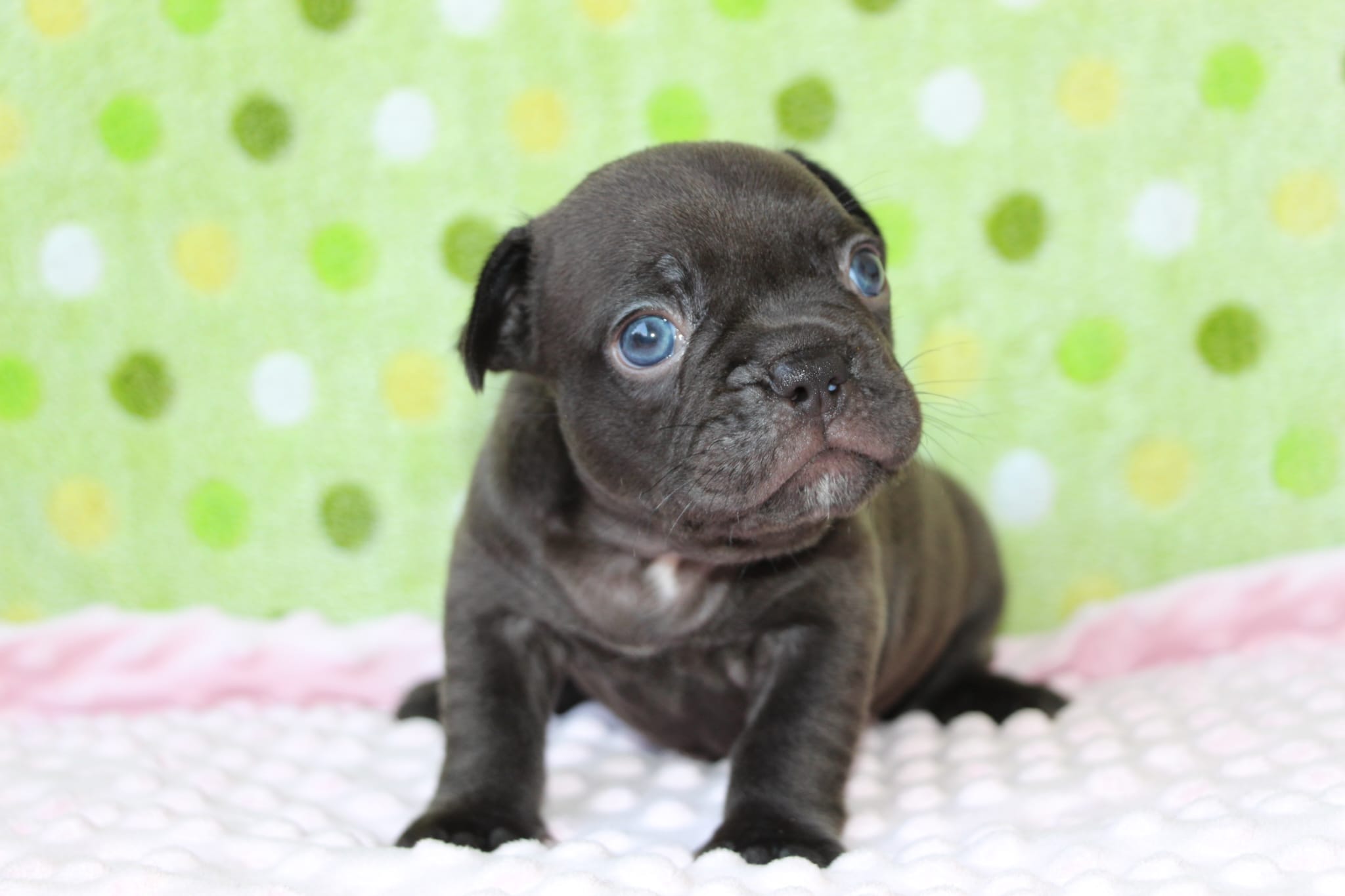 <svg class='black'></svg> <b>Nox</b> <svg class='black'></svg>