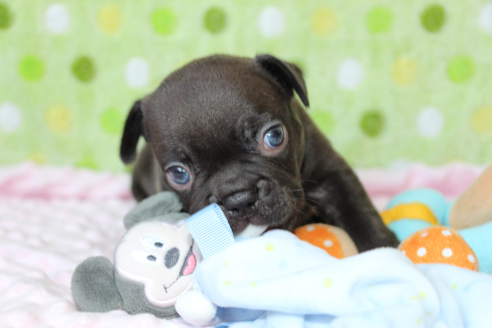 <svg class='black'></svg> <b>Nox</b> <svg class='black'></svg>