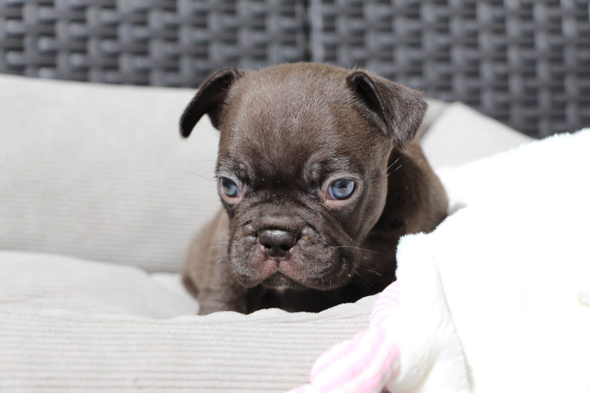 <svg class='black'></svg> <b>Nox</b> <svg class='black'></svg>