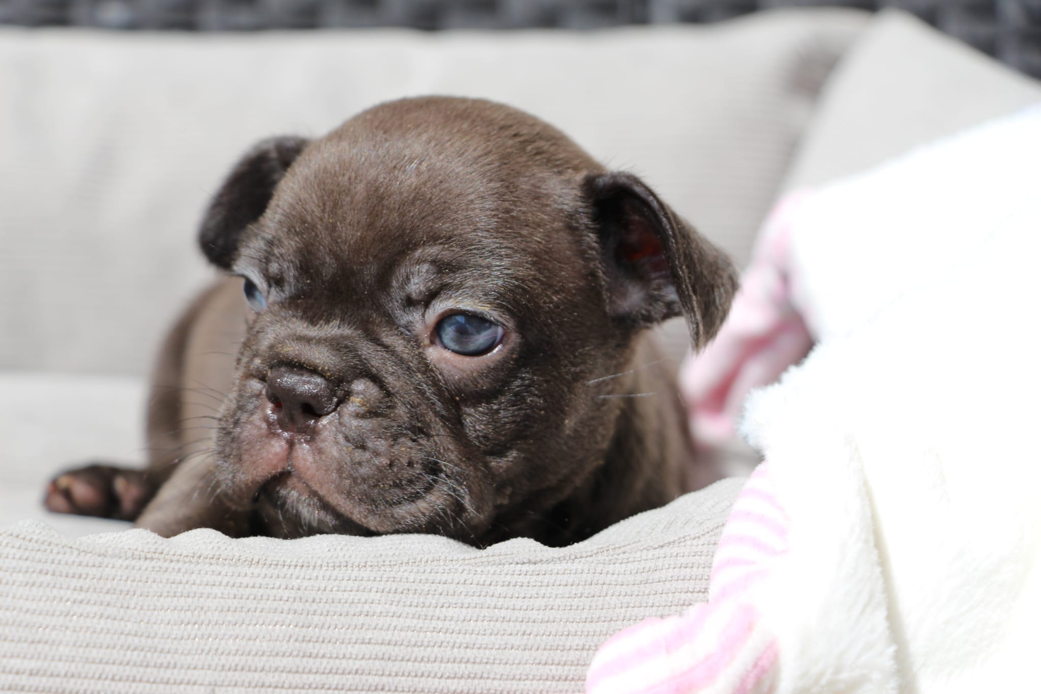 <svg class='black'></svg> <b>Nox</b> <svg class='black'></svg>