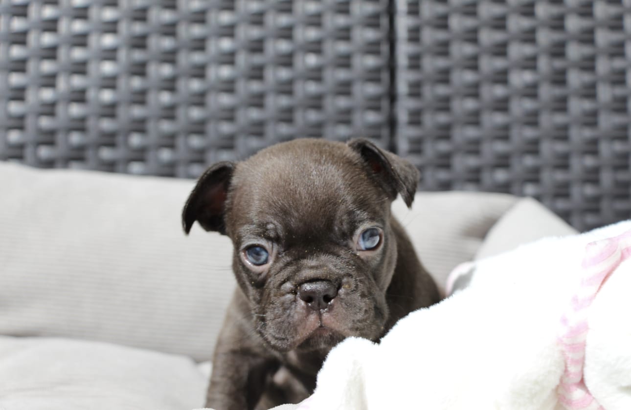 <svg class='black'></svg> <b>Nox</b> <svg class='black'></svg>