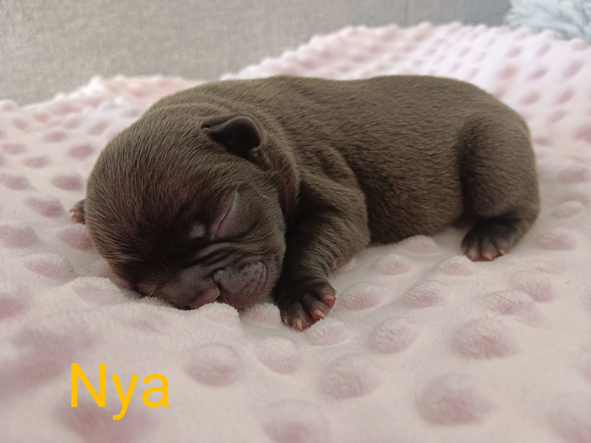 <svg class='yellow'></svg> <b>Nya</b> <svg class='yellow'></svg>