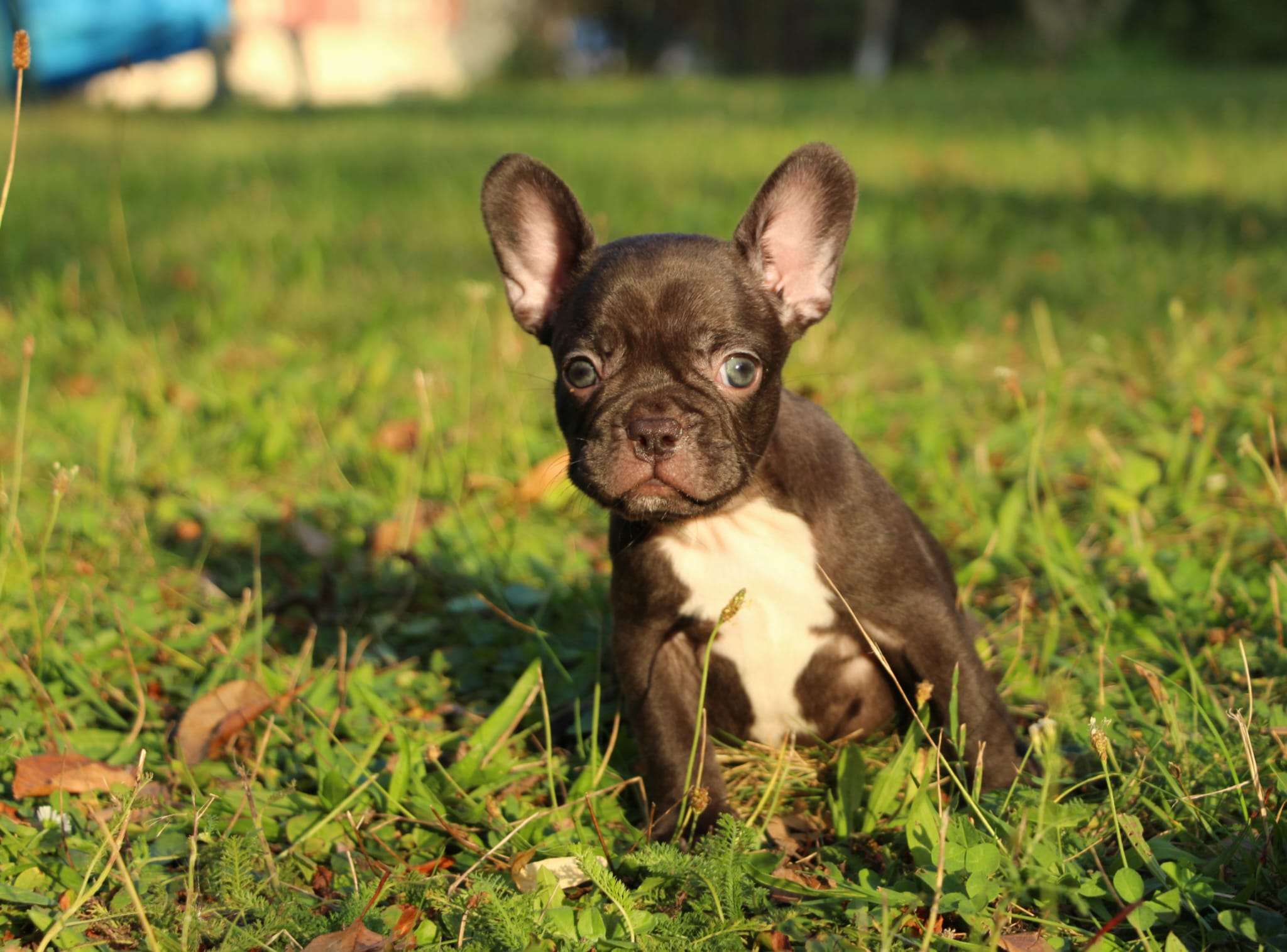 <svg class='yellow'></svg> <b>Nya</b> <svg class='yellow'></svg>