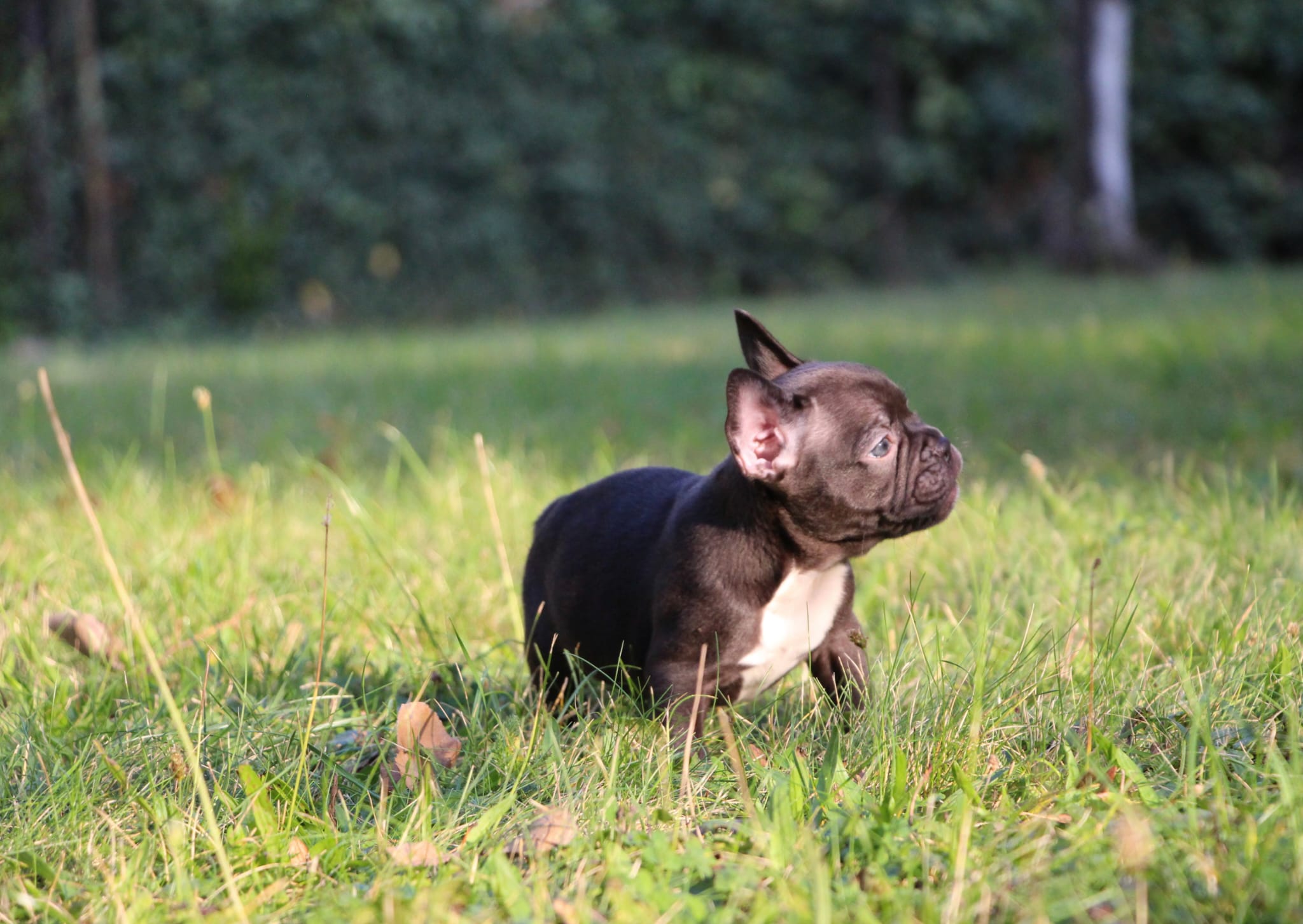 <svg class='yellow'></svg> <b>Nya</b> <svg class='yellow'></svg>