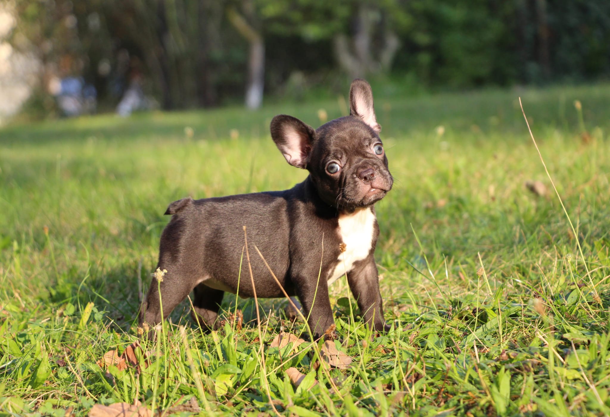 <svg class='yellow'></svg> <b>Nya</b> <svg class='yellow'></svg>