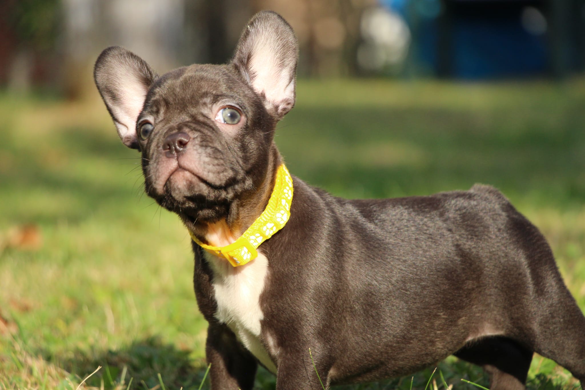 <svg class='yellow'></svg> <b>Nya</b> <svg class='yellow'></svg>