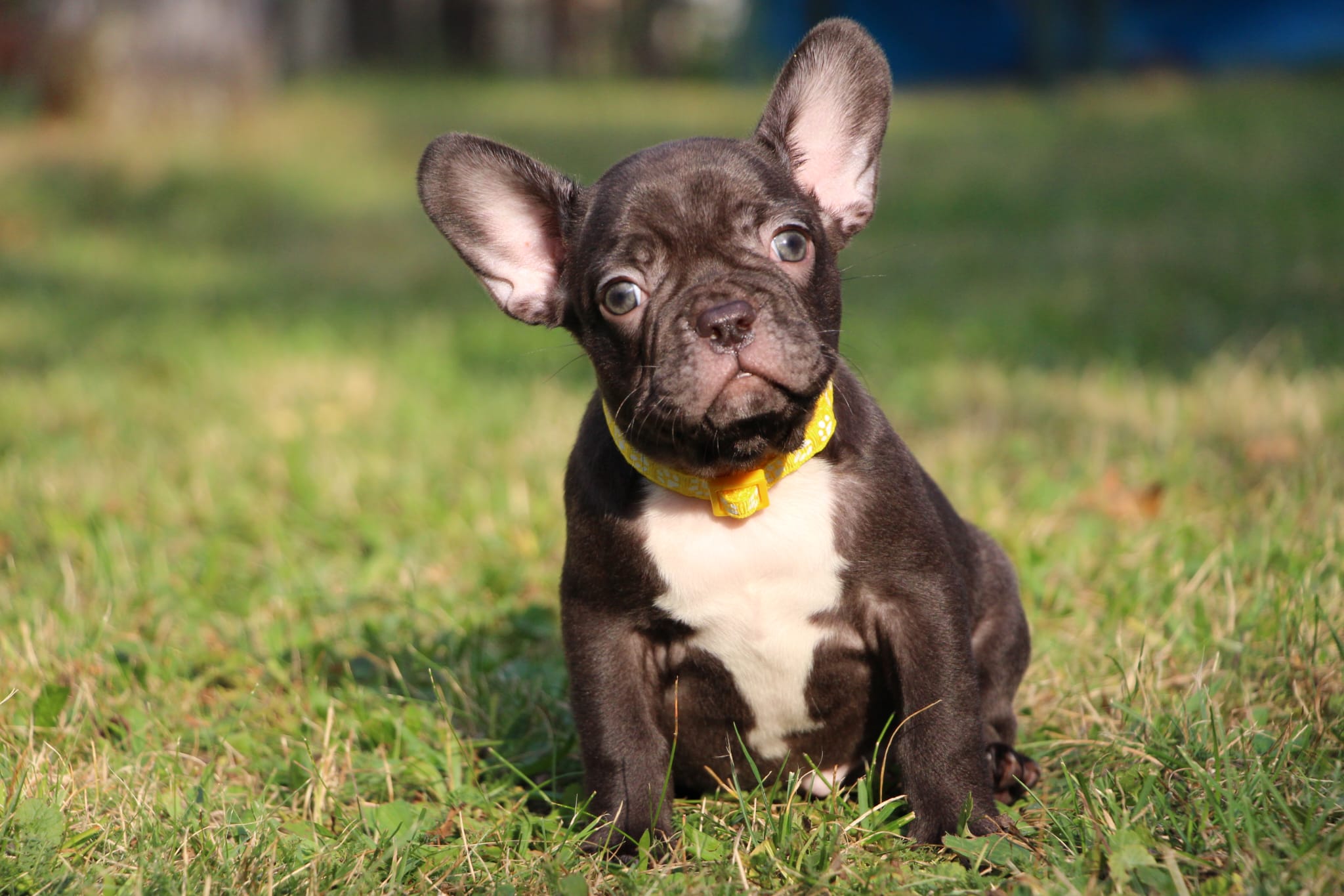 <svg class='yellow'></svg> <b>Nya</b> <svg class='yellow'></svg>