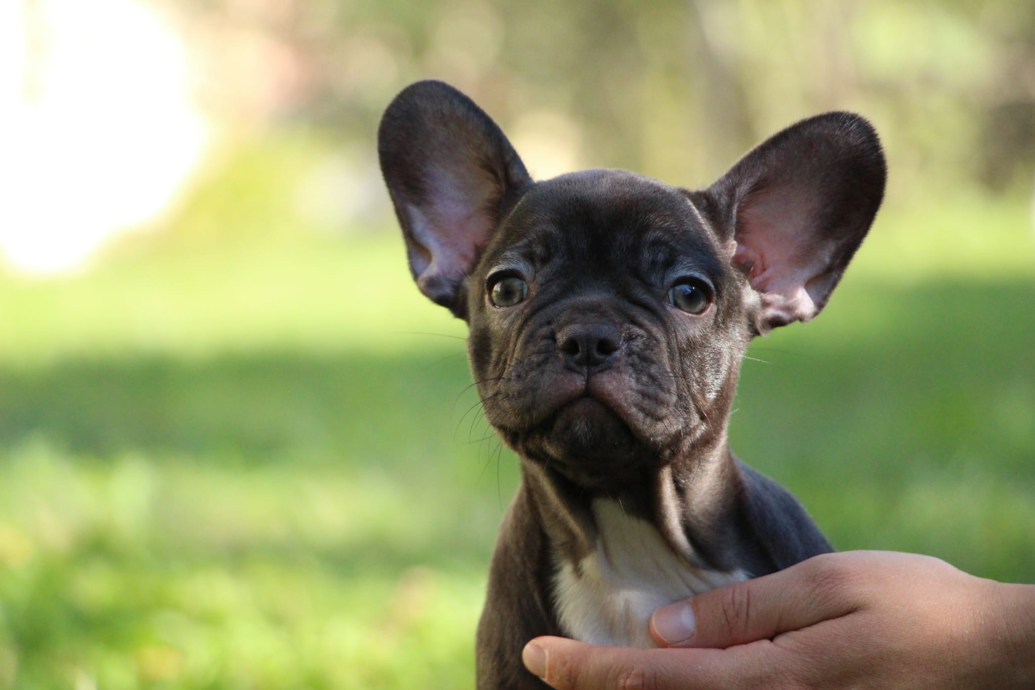 <svg class='yellow'></svg> <b>Nya</b> <svg class='yellow'></svg>