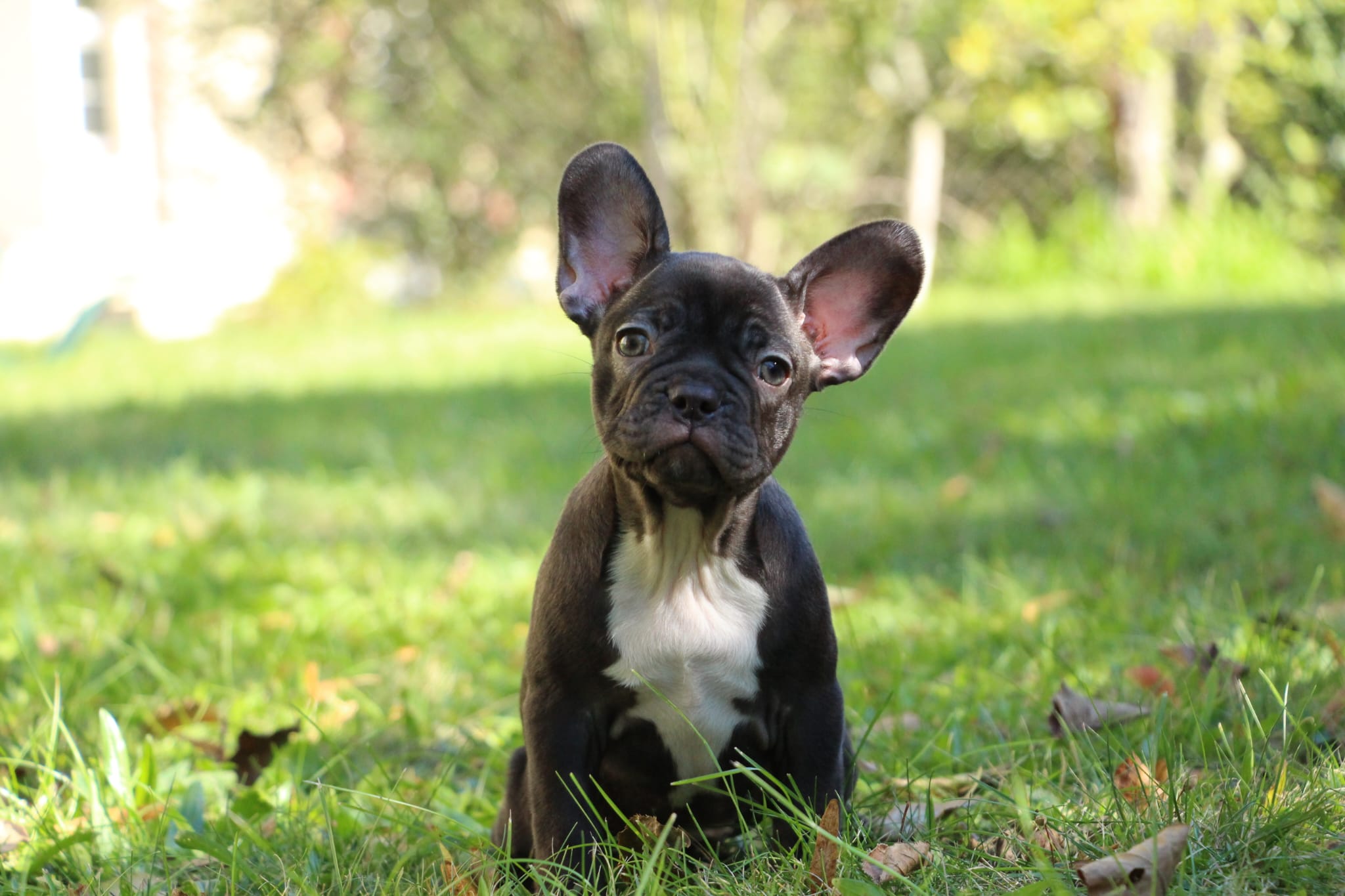 <svg class='yellow'></svg> <b>Nya</b> <svg class='yellow'></svg>