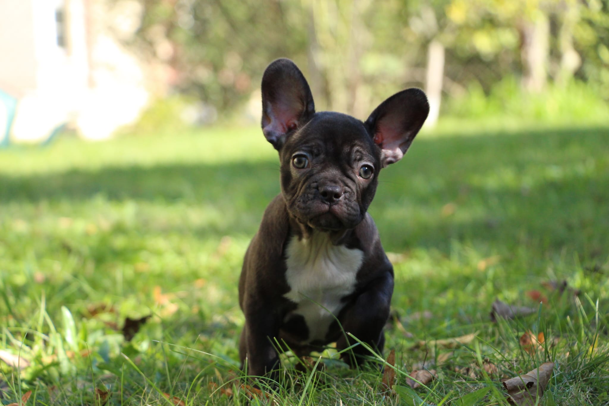 <svg class='yellow'></svg> <b>Nya</b> <svg class='yellow'></svg>