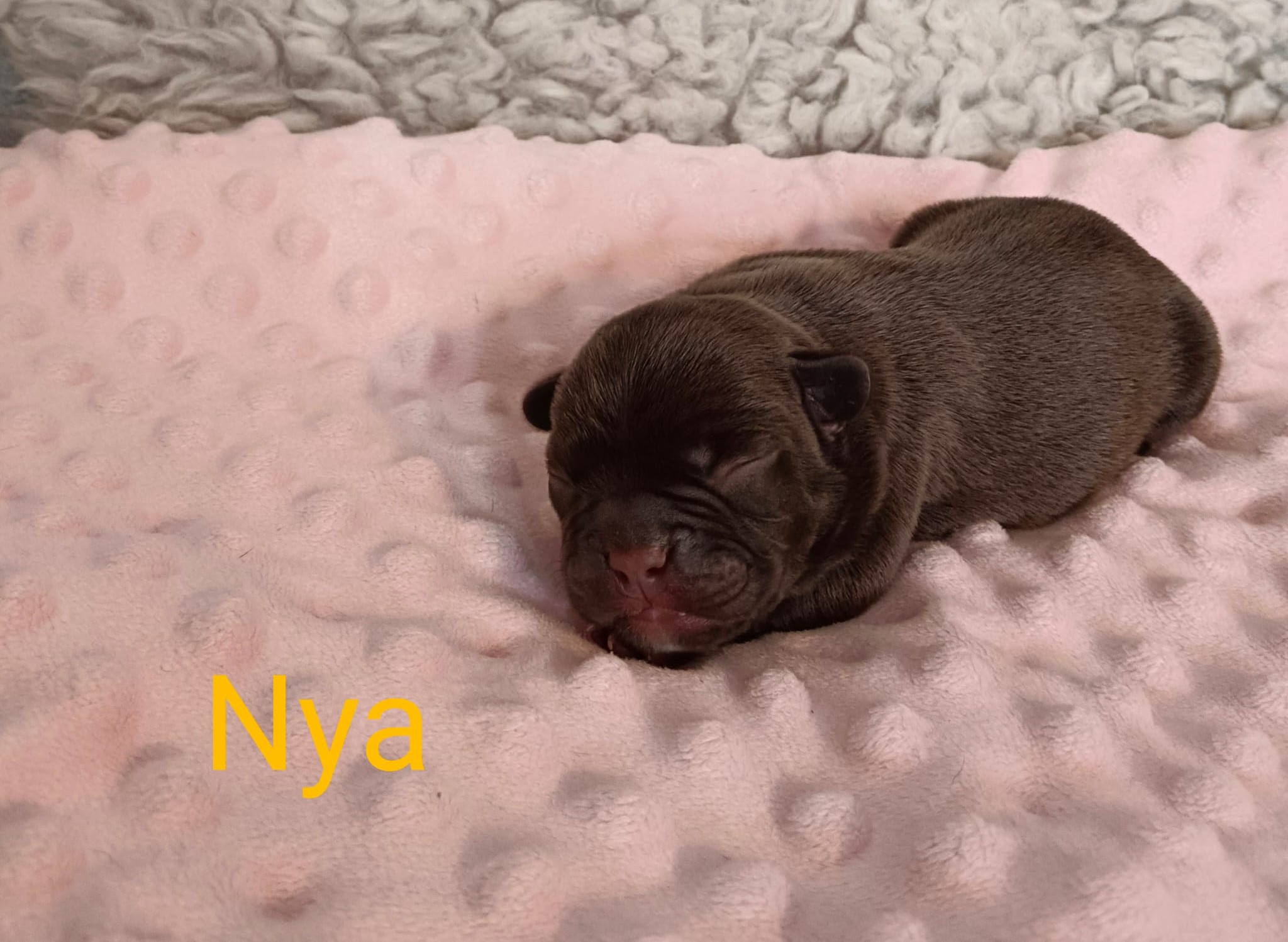 <svg class='yellow'></svg> <b>Nya</b> <svg class='yellow'></svg>