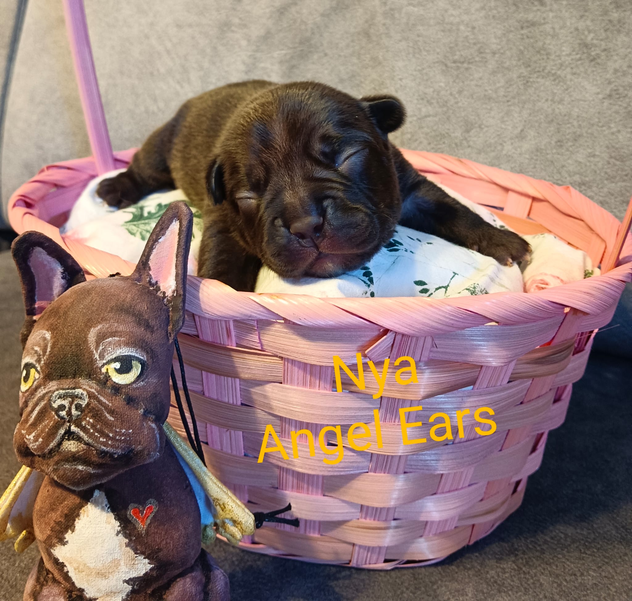 <svg class='yellow'></svg> <b>Nya</b> <svg class='yellow'></svg>