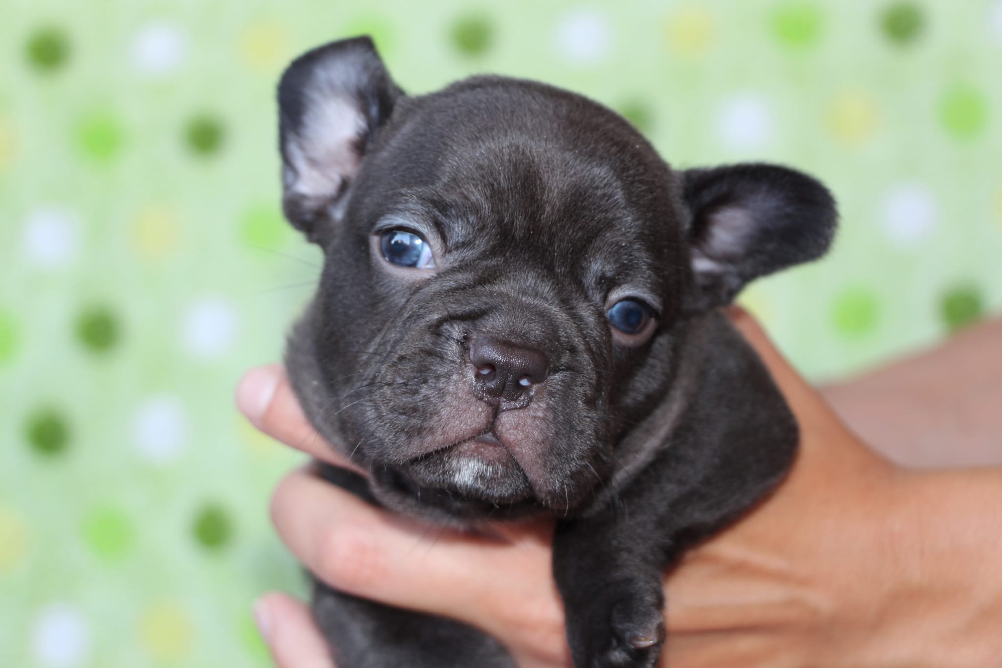 <svg class='yellow'></svg> <b>Nya</b> <svg class='yellow'></svg>