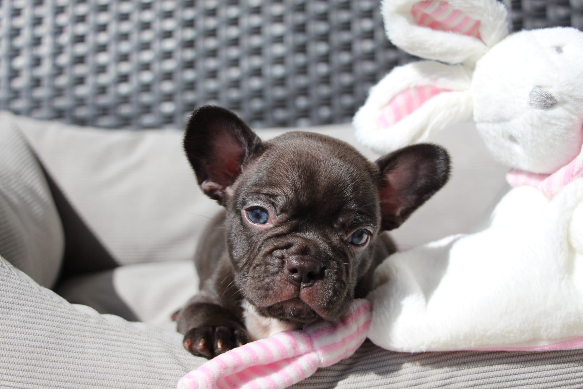 <svg class='yellow'></svg> <b>Nya</b> <svg class='yellow'></svg>