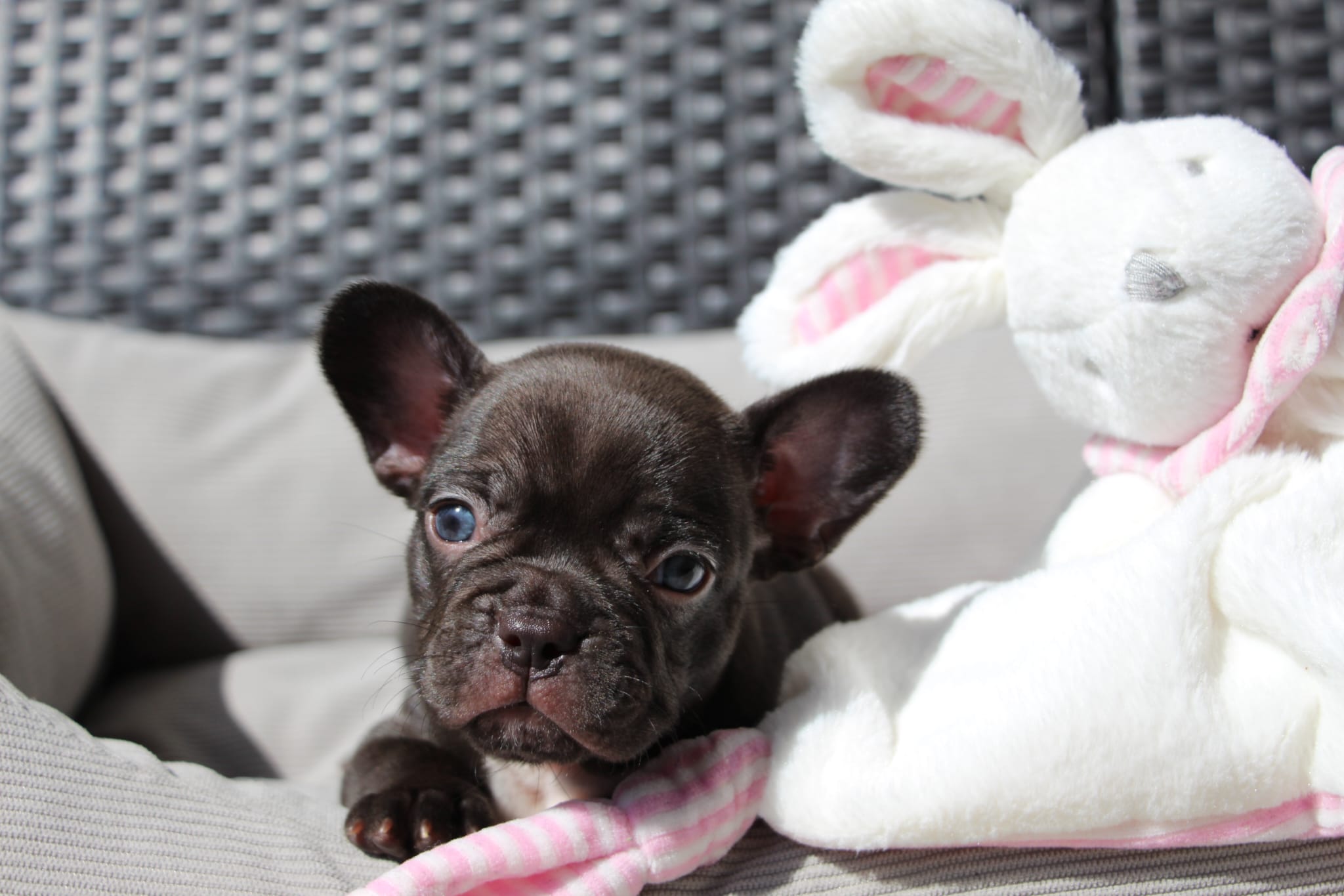 <svg class='yellow'></svg> <b>Nya</b> <svg class='yellow'></svg>