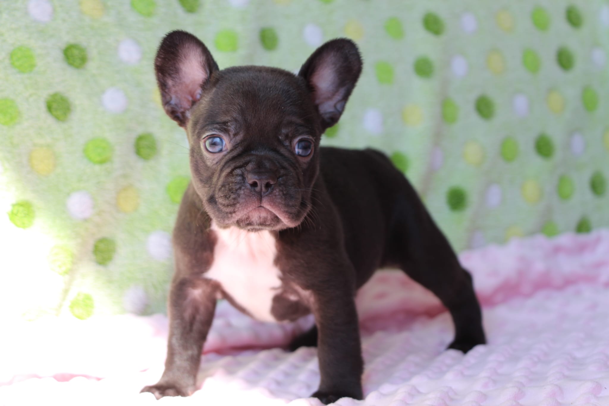 <svg class='yellow'></svg> <b>Nya</b> <svg class='yellow'></svg>