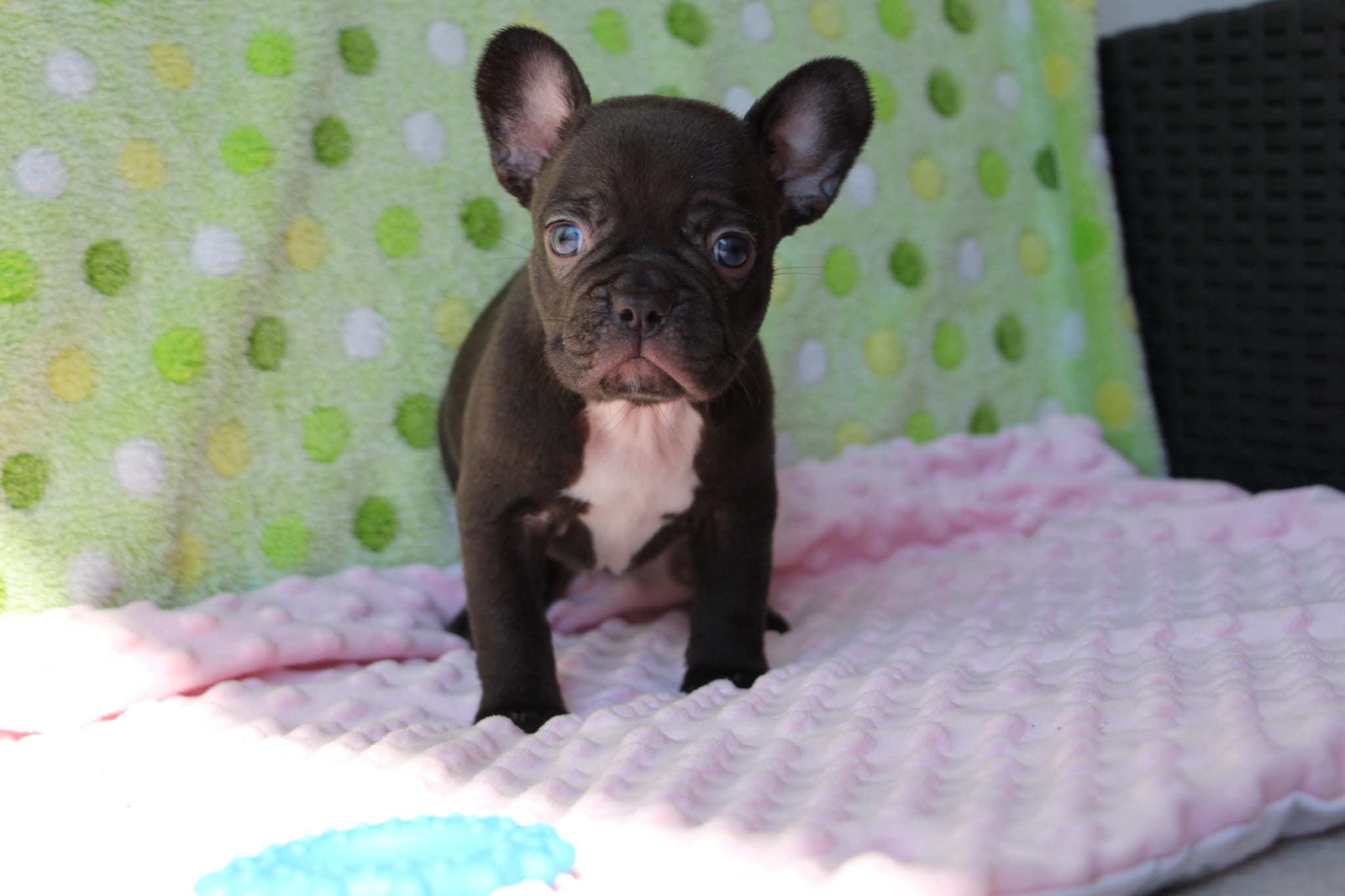 <svg class='yellow'></svg> <b>Nya</b> <svg class='yellow'></svg>