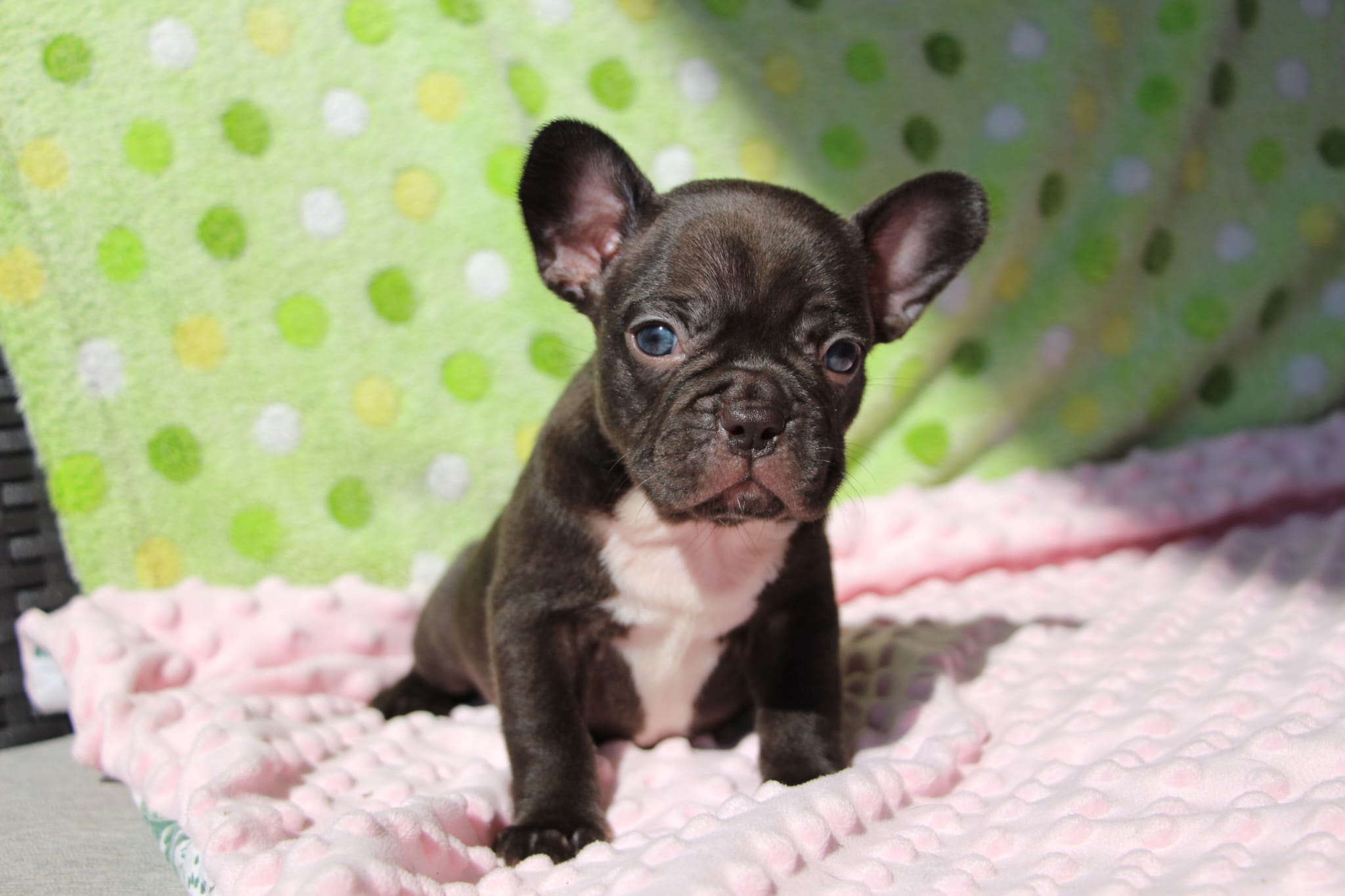 <svg class='yellow'></svg> <b>Nya</b> <svg class='yellow'></svg>